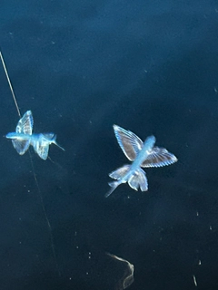シロイカの釣果