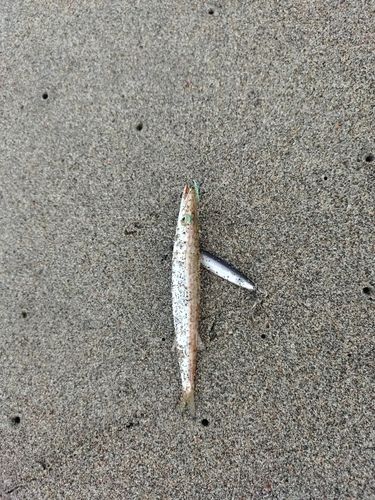 カマスの釣果