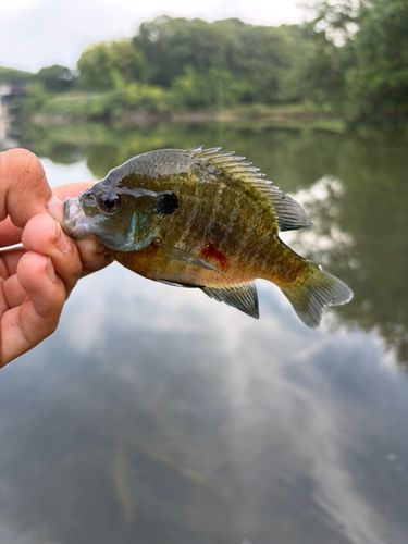 ブルーギルの釣果