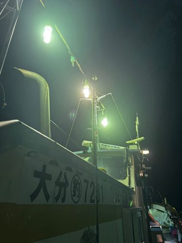 ケンサキイカの釣果