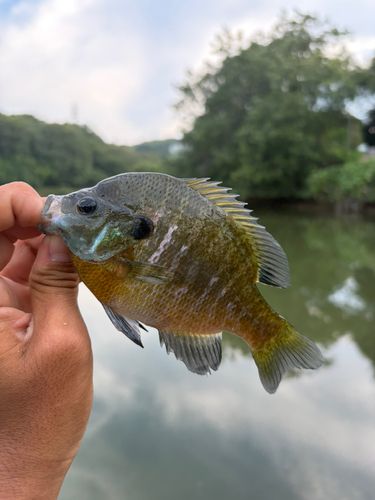 ブルーギルの釣果