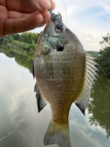 ブルーギルの釣果