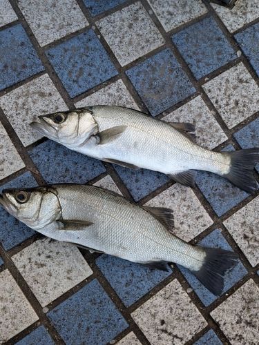 オキザヨリの釣果