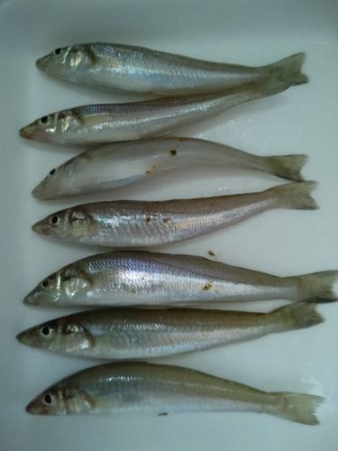 キスの釣果