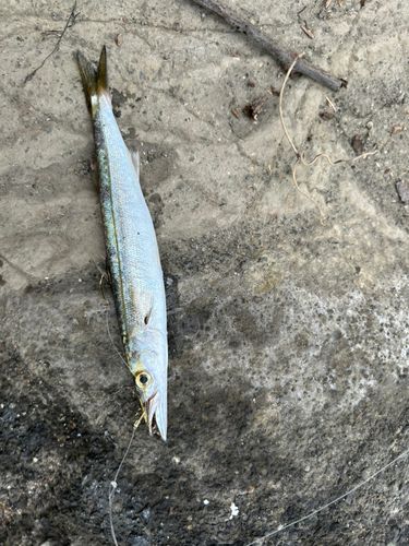 カマスの釣果