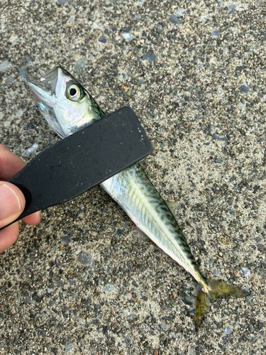 サバの釣果