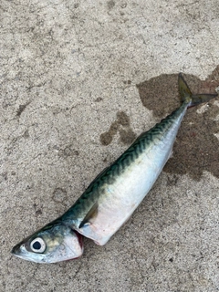 サバの釣果
