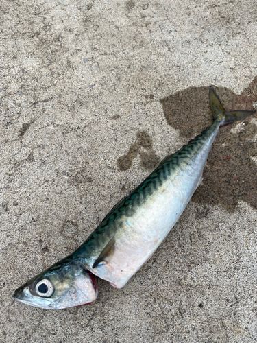 サバの釣果