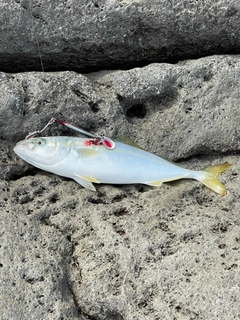 ワカシの釣果