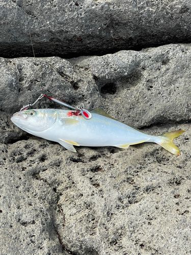 ワカシの釣果