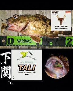 カサゴの釣果