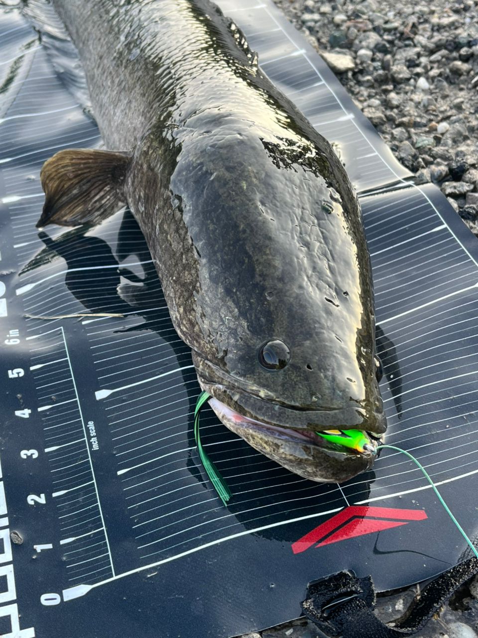 AbuGarcia 18ロキサーニ パワーシューター Lの最安値・インプレ・釣果