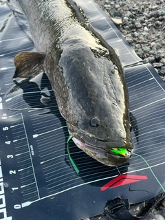 ライギョの釣果