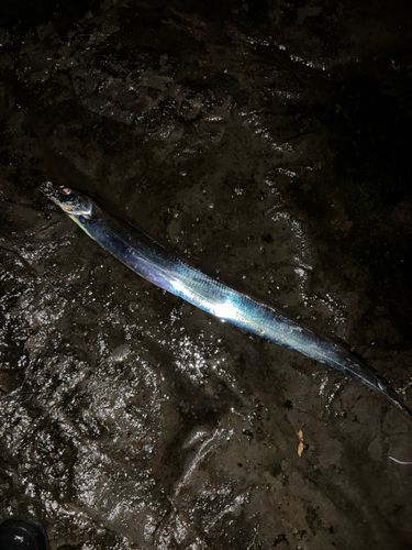 タチウオの釣果