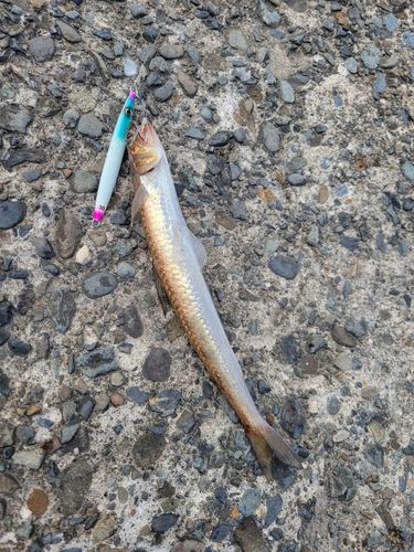 エソの釣果