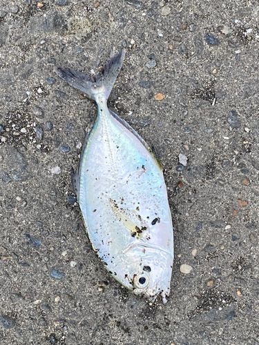 ギンガメアジの釣果