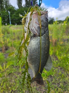 ラージマウスバスの釣果