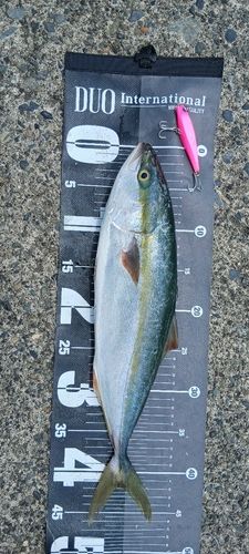 イナダの釣果