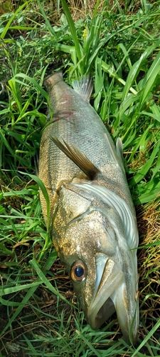 スズキの釣果