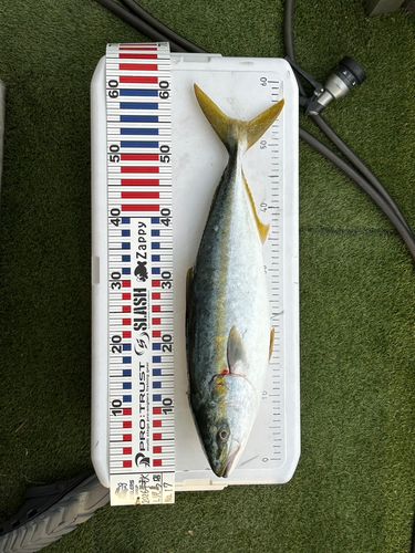 メジロの釣果