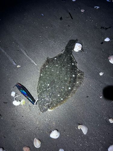 ヒラメの釣果