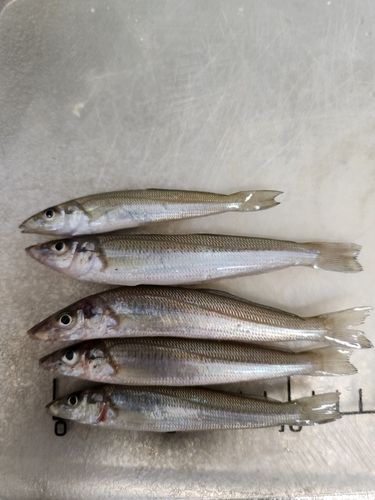 キスの釣果