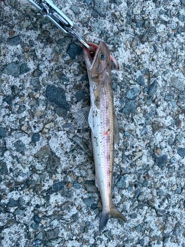 エソの釣果