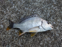 キビレの釣果