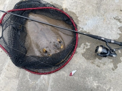 アカエイの釣果