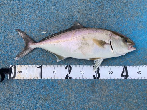 ショゴの釣果