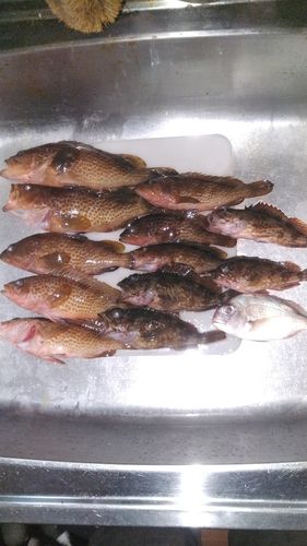 アコウの釣果
