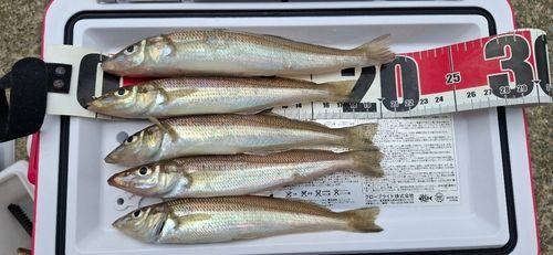 キスの釣果