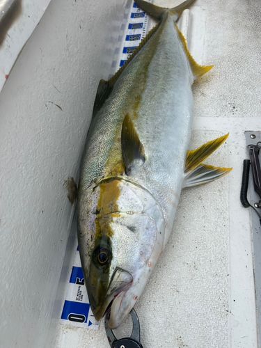 ヒラマサの釣果