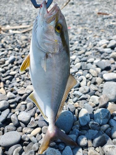 ショゴの釣果