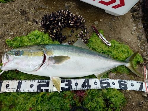 ブリの釣果