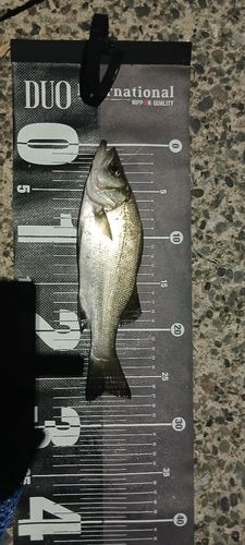 セイゴ（ヒラスズキ）の釣果