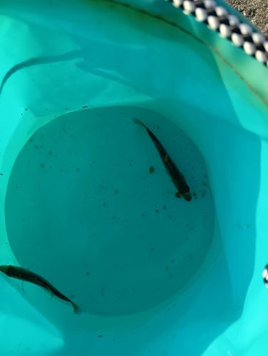 セイゴ（ヒラスズキ）の釣果