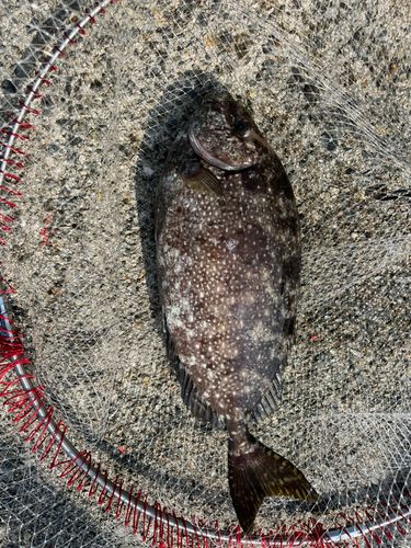 アイゴの釣果