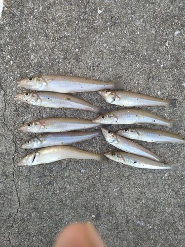 キスの釣果