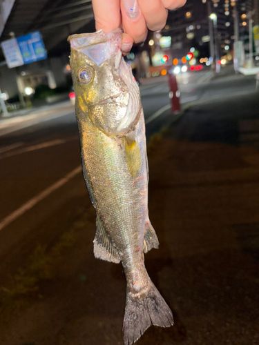 セイゴ（マルスズキ）の釣果
