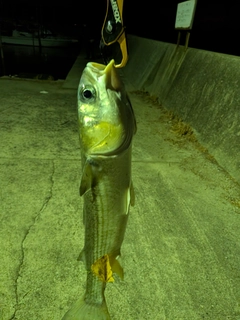 ボラの釣果