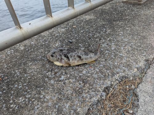 フグの釣果