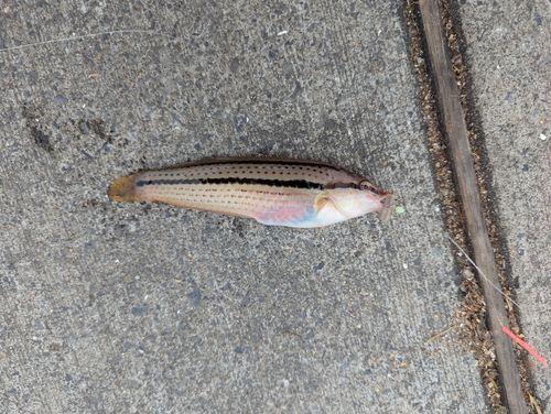ベラの釣果