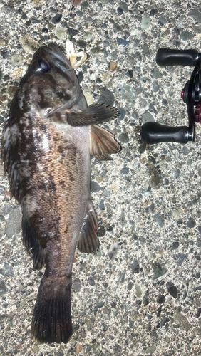 クロソイの釣果