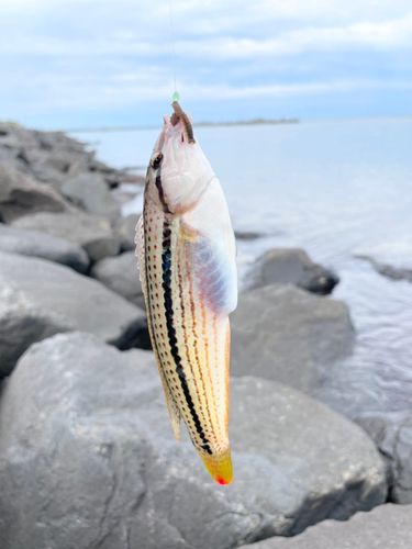 キュウセンの釣果