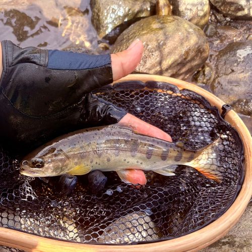 ヤマメの釣果