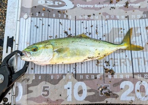 ワカシの釣果