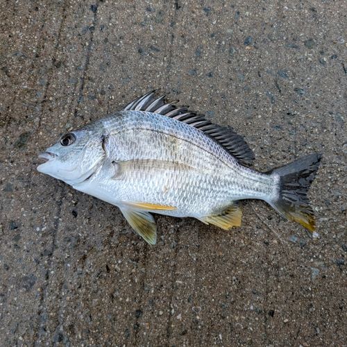 キビレの釣果