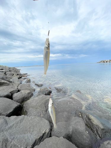 シロギスの釣果