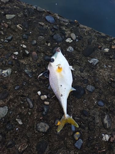 ギマの釣果